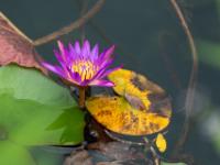 Violette Seerose im Thermalbad Abflußkanal - Hévíz